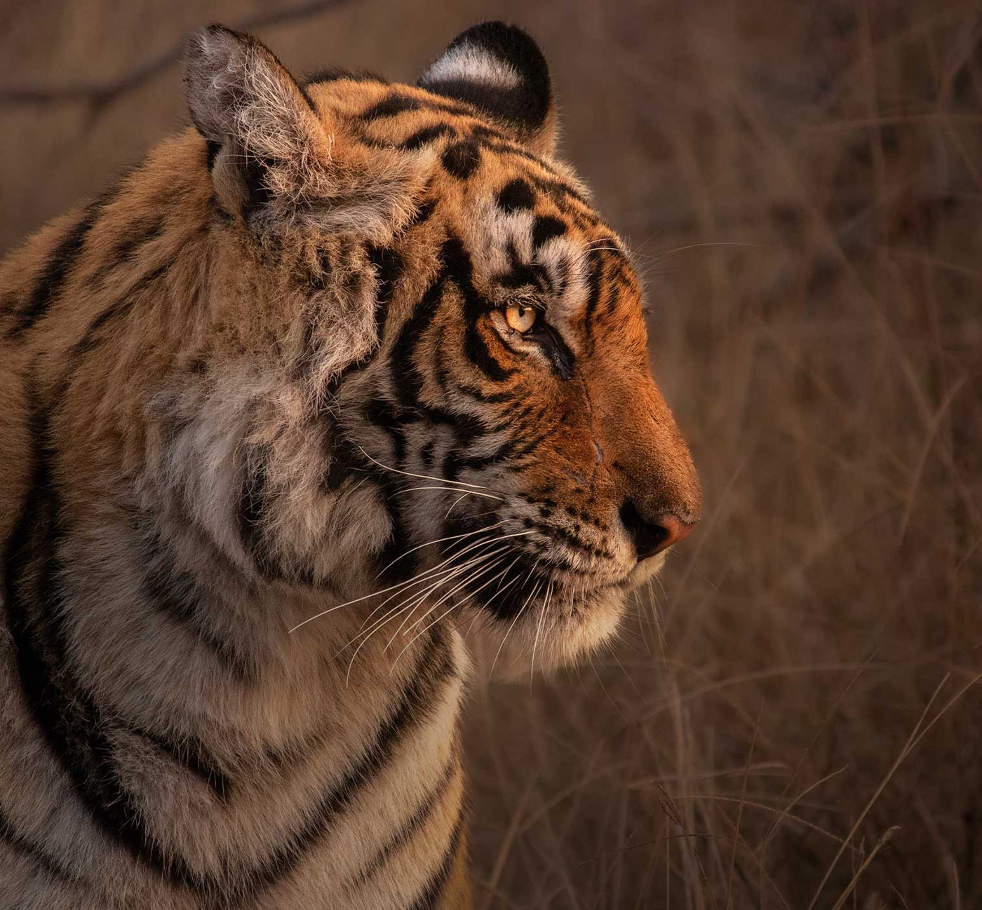 The Tiger's