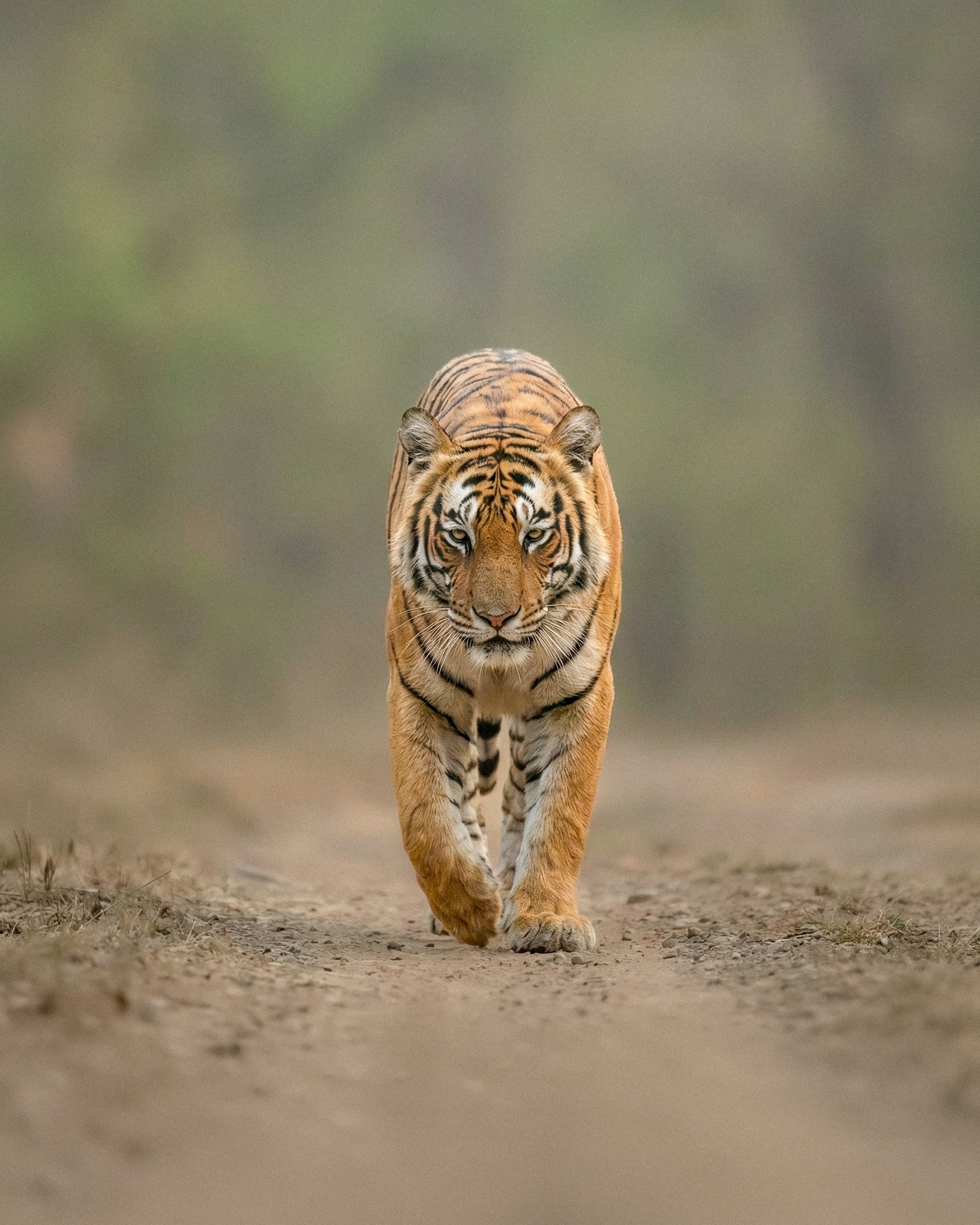 Kanha National Park
