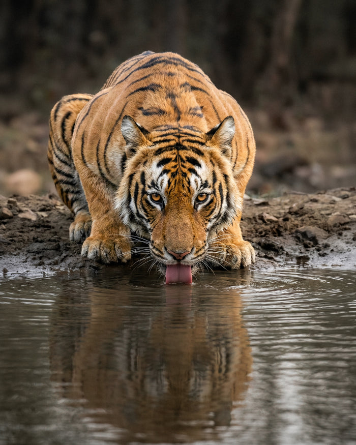 Satpura National Park