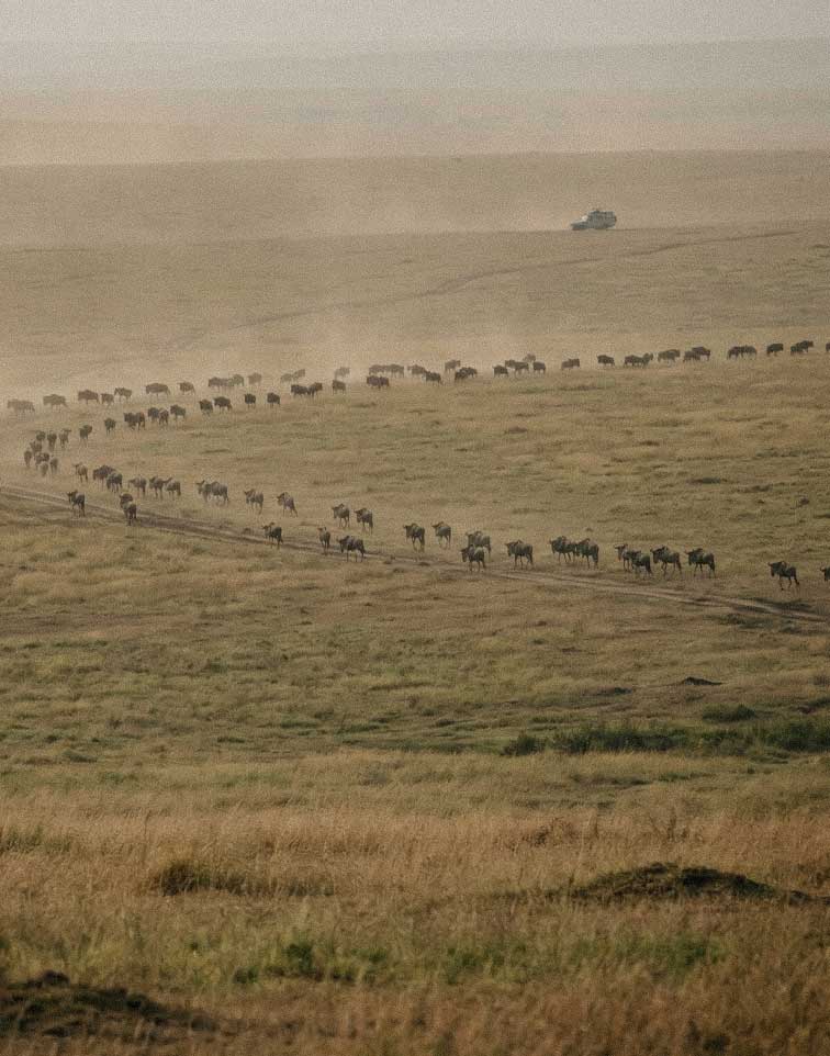 Great Migration Expeditions