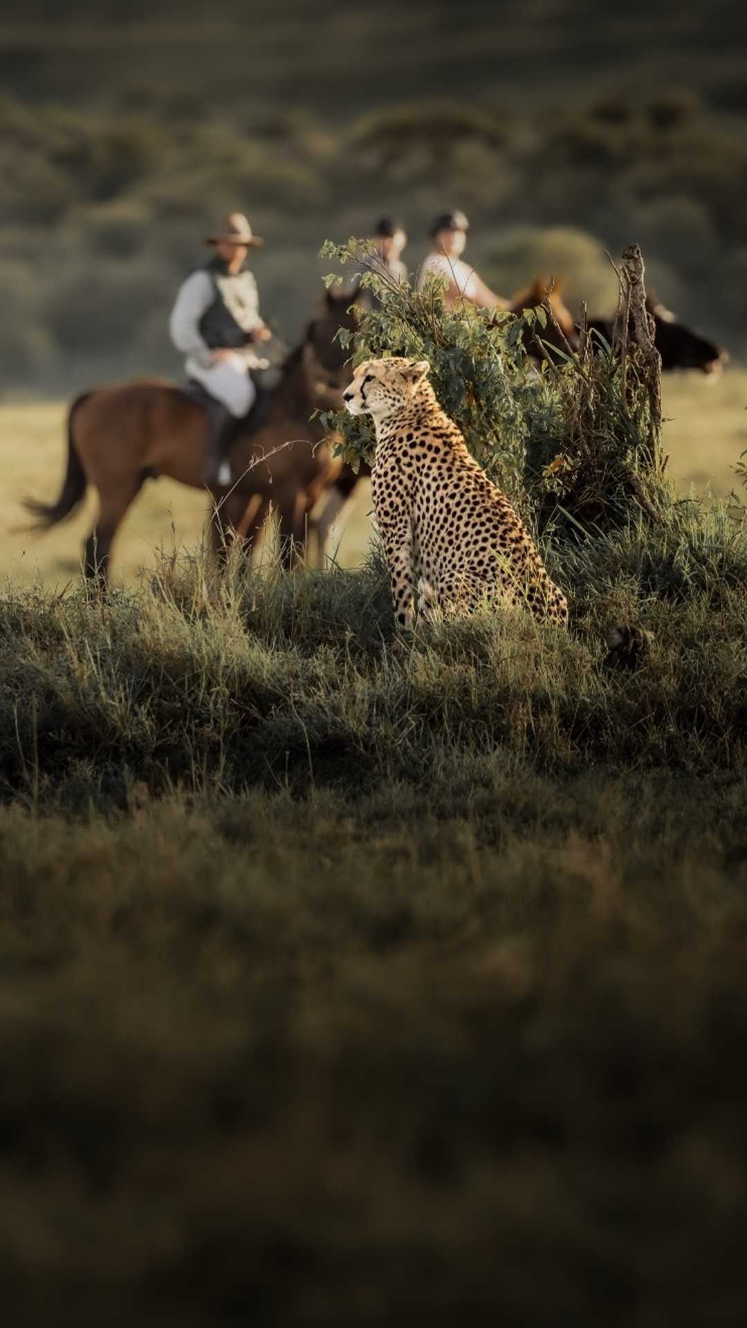 Horseback