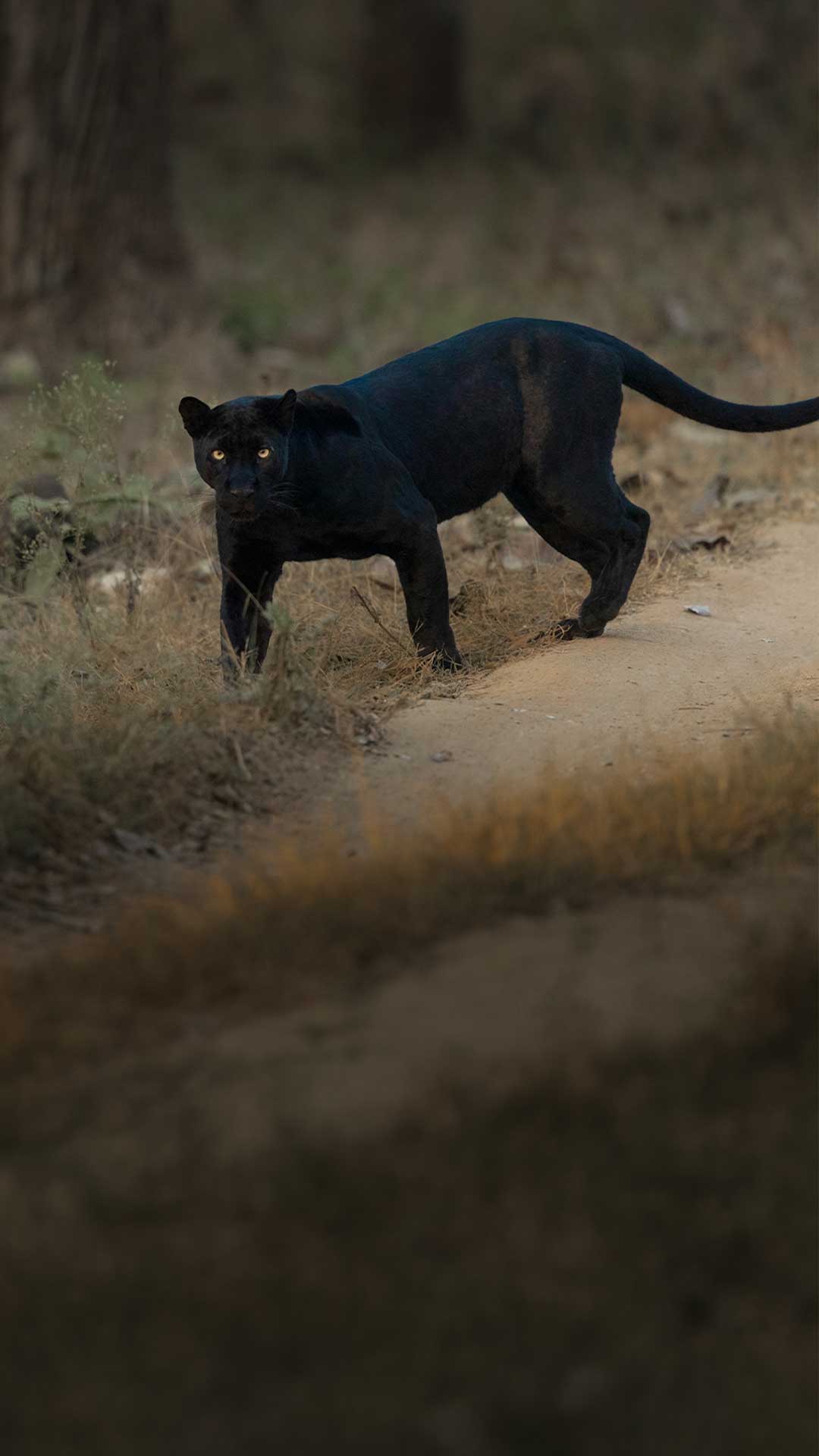 The Black