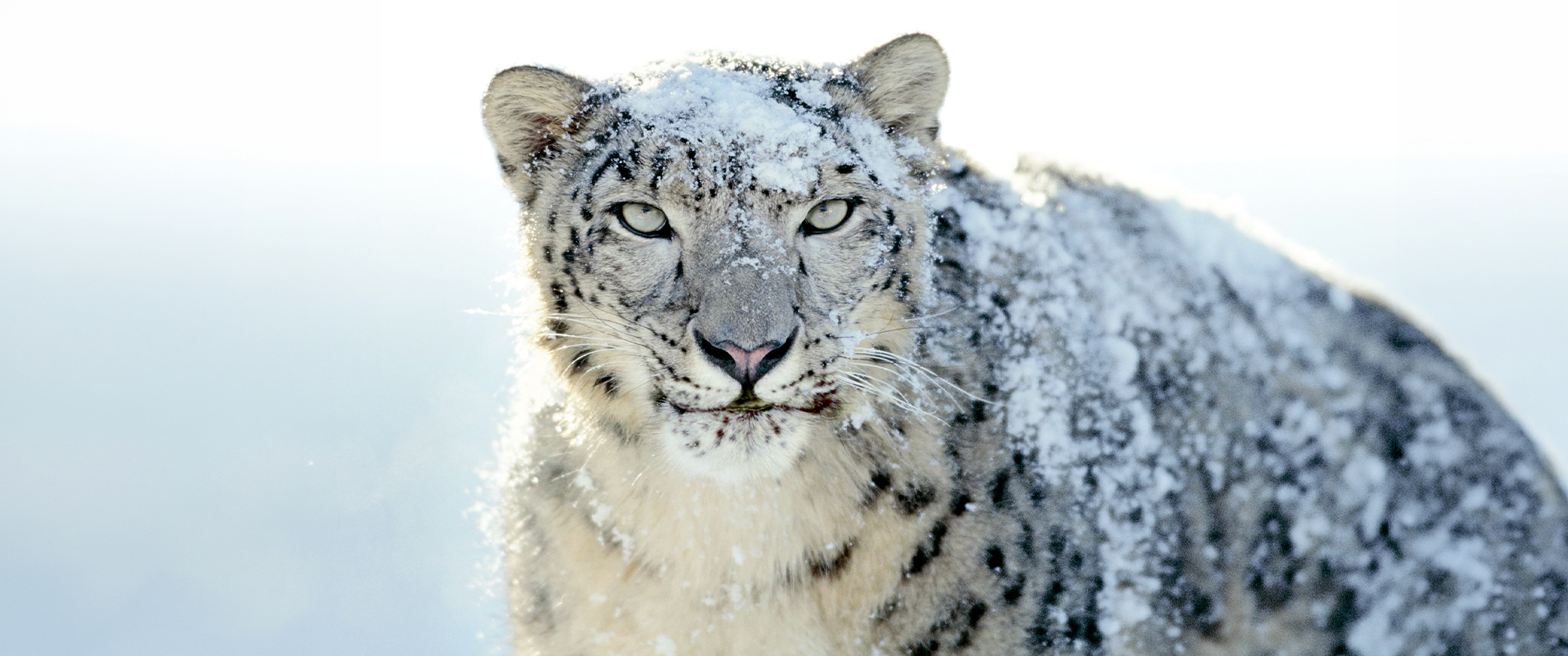 Snow Leopard Expedition