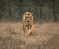 Bandhavgarh National Park
