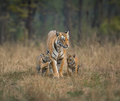 Tipeshwar Wildlife Sanctuary