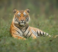 Panna National Park